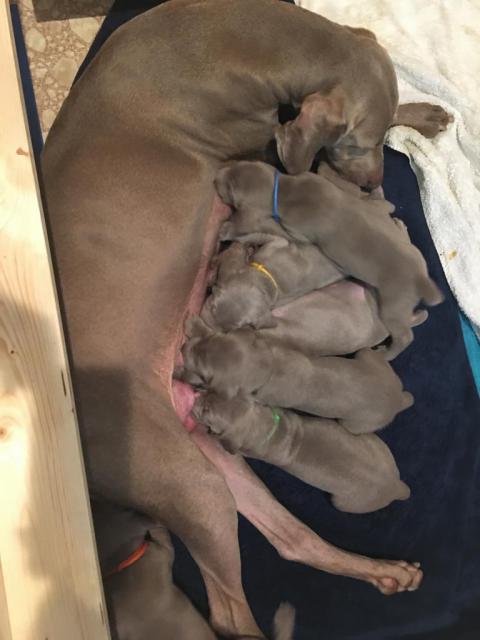 Elsa 2nd from left grey band